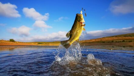 Spring Bass jumping