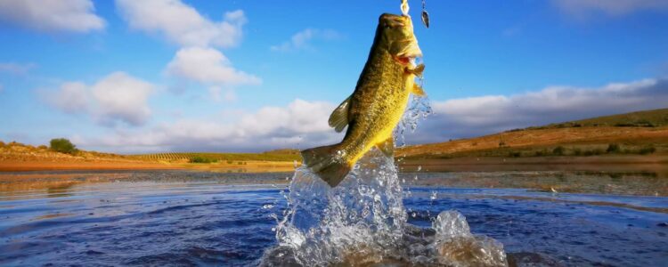 Spring Bass jumping