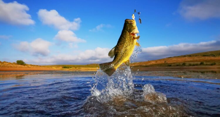 Spring Bass jumping