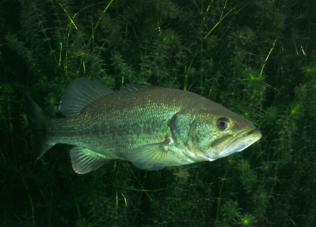 bass swimming below water