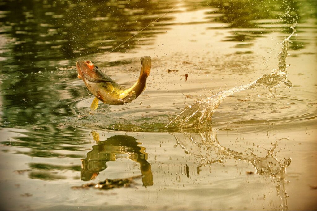 bass with lure splashing above water